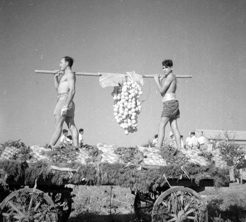 Bikurim (first fruits), Photo Asher Benari, 1953 Bikurim (first fruits), Photo Asher Benari, 1953