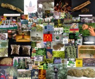 Marijuana, 2003, digital C-print Marijuana, 2003, digital C-print