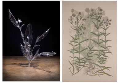 Deviant Pollination<br/> graphite and color pencil on two layers of drafting film, 2014, 29 x 24 inches<br/>