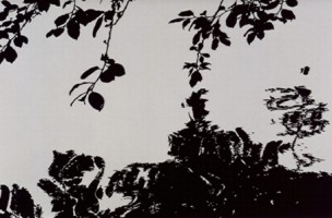 "Zweige", 2003. Cut-Outs, 52 x 79 cm "Zweige", 2003. Cut-Outs, 52 x 79 cm