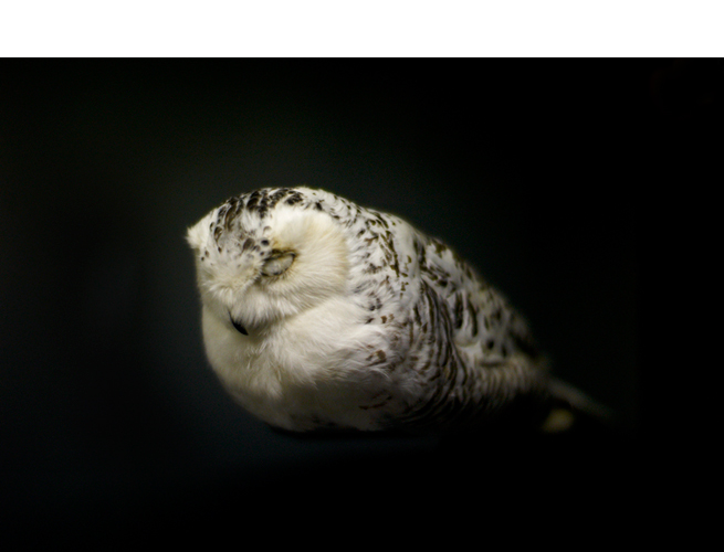 Robyn Voshardt / Sven Humphrey<br/>Blindsight, Owl (L1009793), 2008, archival pigment print, ed. 5, 12.5 x 15.5 in.<br/>Image � the artists<br/>