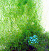 <i>Plants</i> (2002-2006) detail <i>Plants</i> (2002-2006) detail