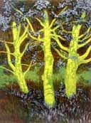 Birch Trees Birch Trees