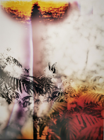 Bryan Graf, Butterfly #7, from Wildlife Analysis, 2011